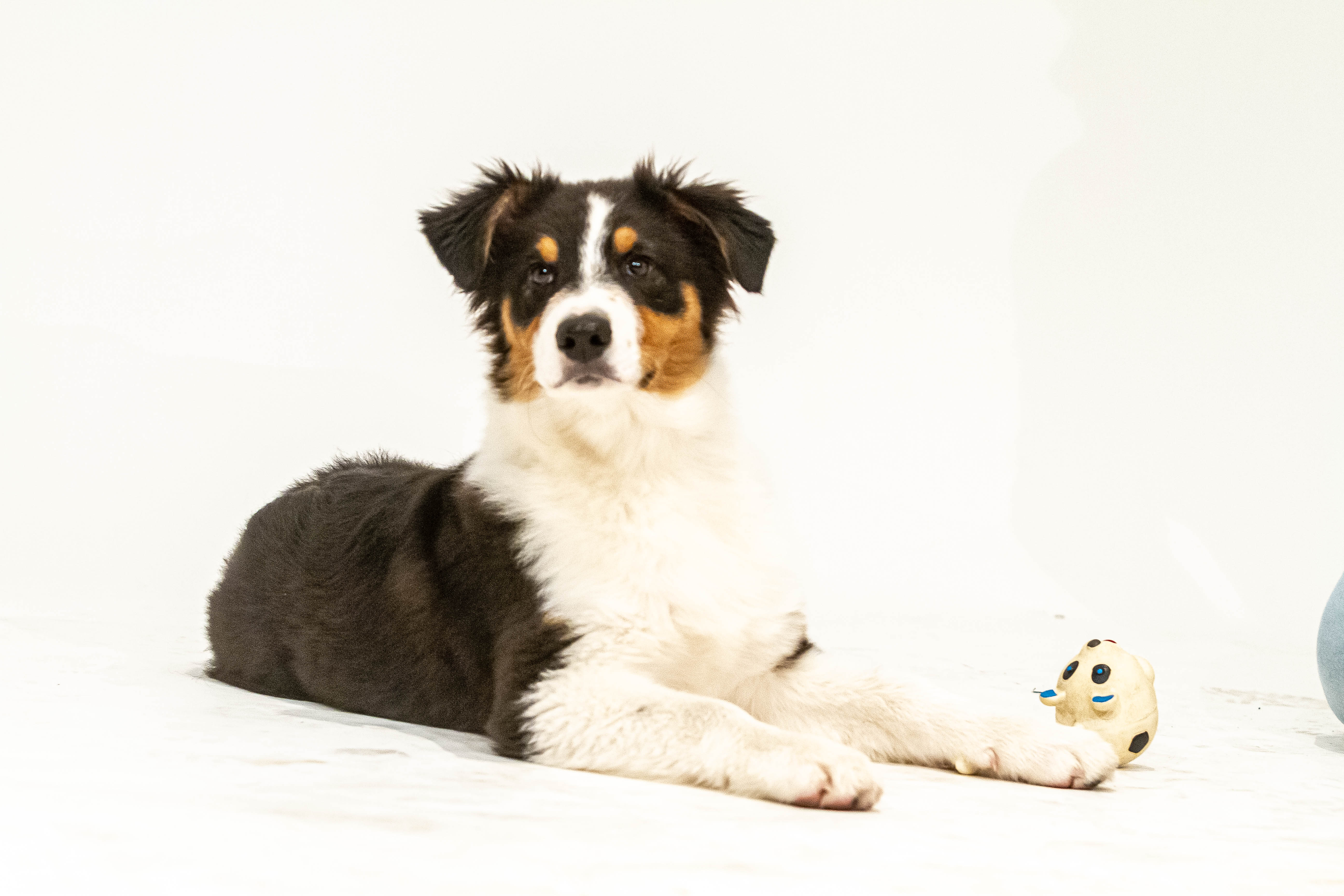 SVILUPPO MENTALE DEL CANE
