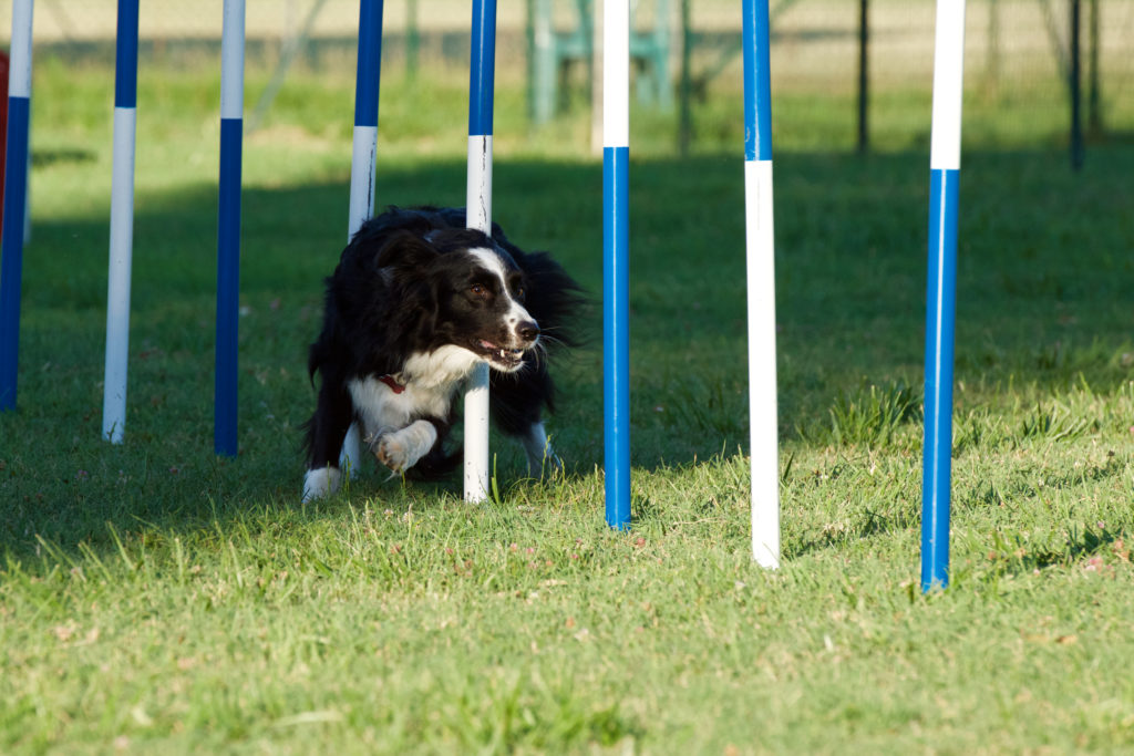 Agility 18-07-16 029 - Copia