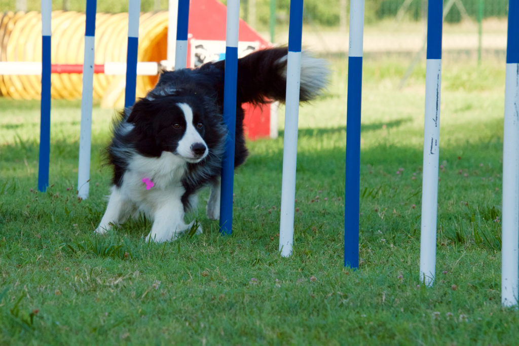 Agility 18-07-16 041 - Copia