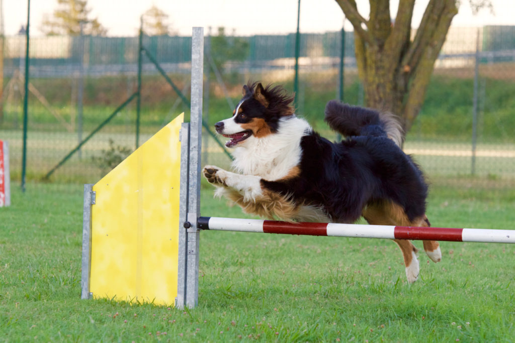 Agility 18-07-16 086