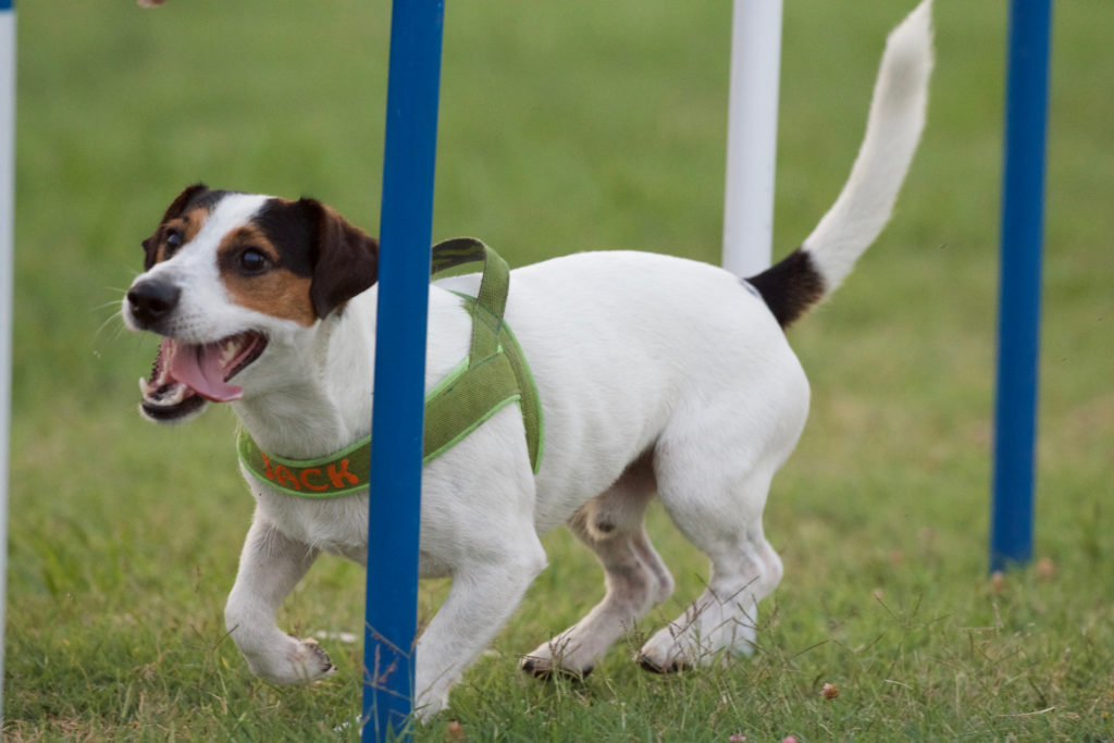 Agility 18-08-16 169