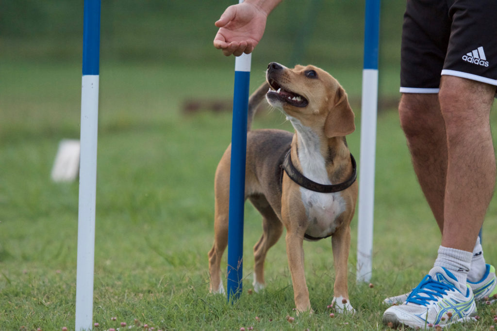 Agility 18-08-16 186